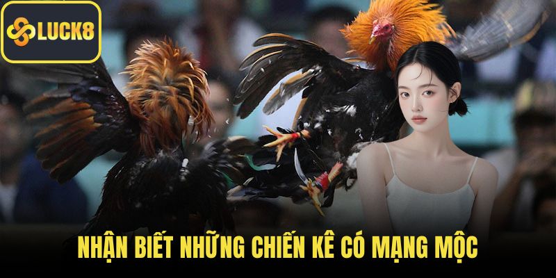 Nhận biết những chiến kê có mạng mộc