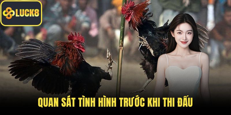 Quan sát tình hình trước khi thi đấu