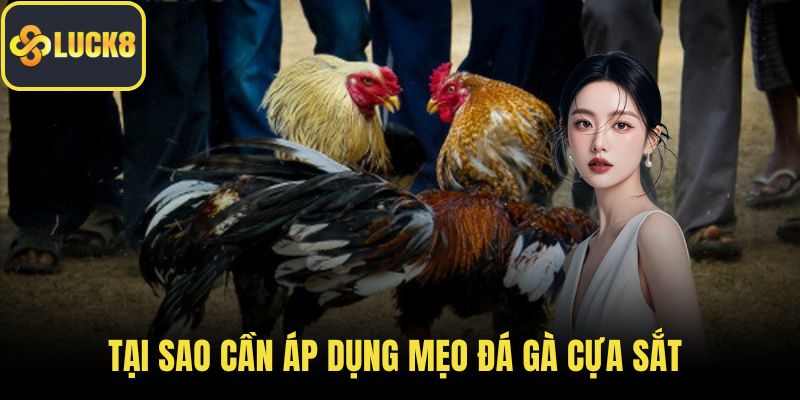 Tại sao cần áp dụng mẹo đá gà cựa sắt
